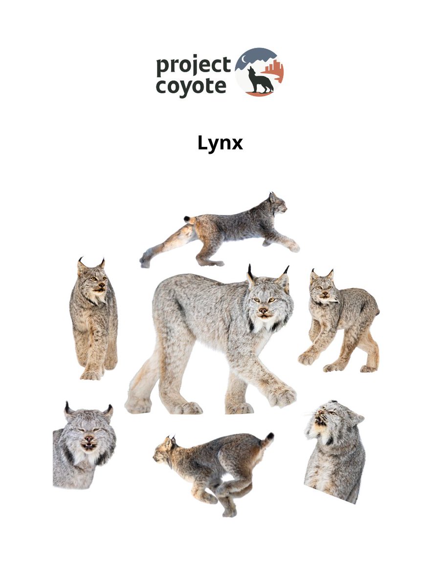 Project Coyote tweet media