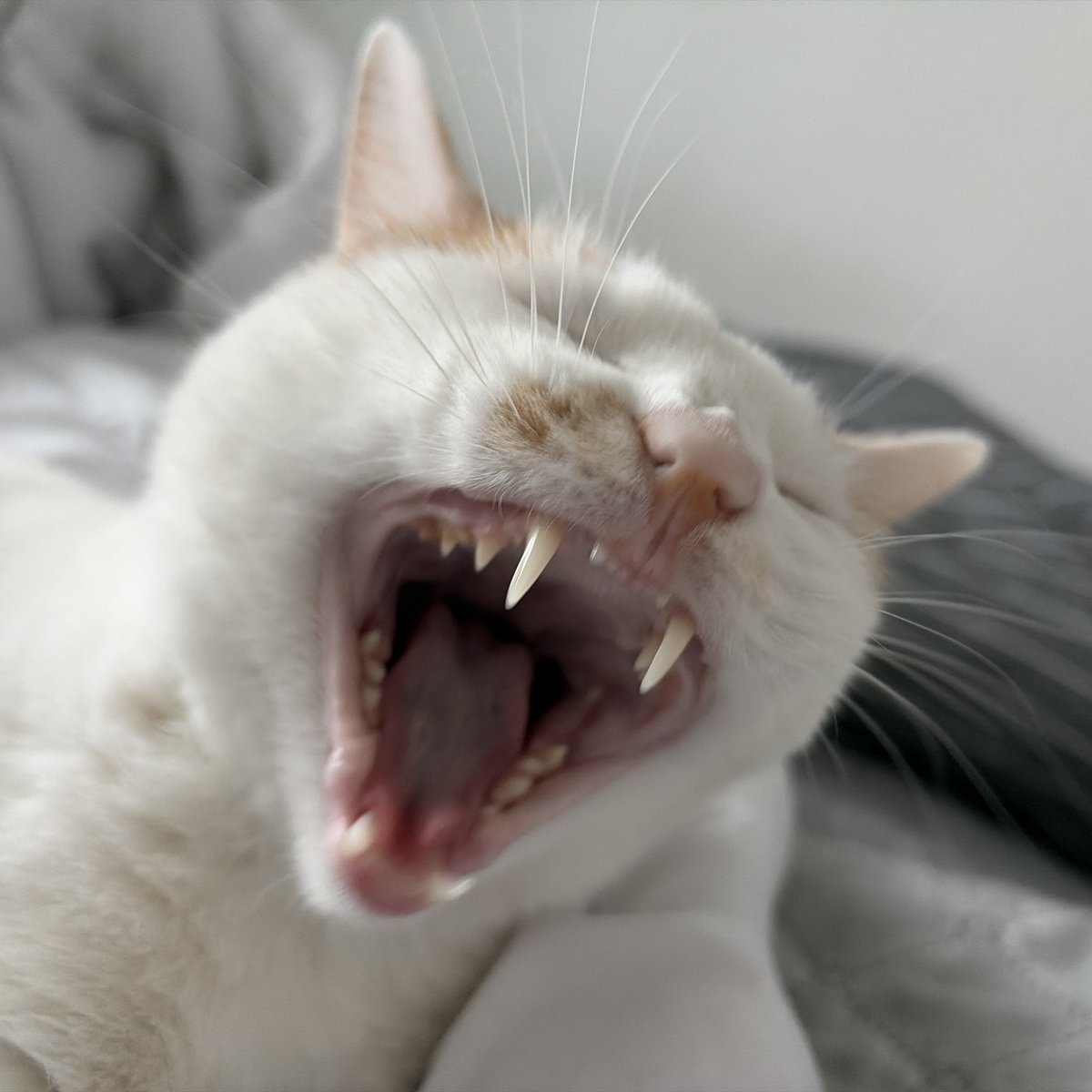 비닐고양이 tweet media