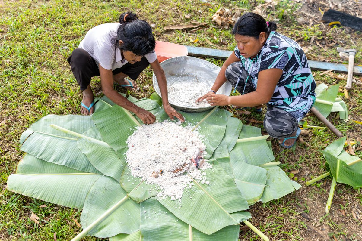 socioambiental's tweet photo. 🌿 Já imaginou uma diversidade de alimentos como açaí, tucumã, beiju e pupunha na alimentação  escolar, diretamente das roças de quilombolas, indígenas e povos tradicionais?

Isso já existe no Brasil!

📷 Fellipe Abreu/ISA https://t.co/QZtExXoD0F
