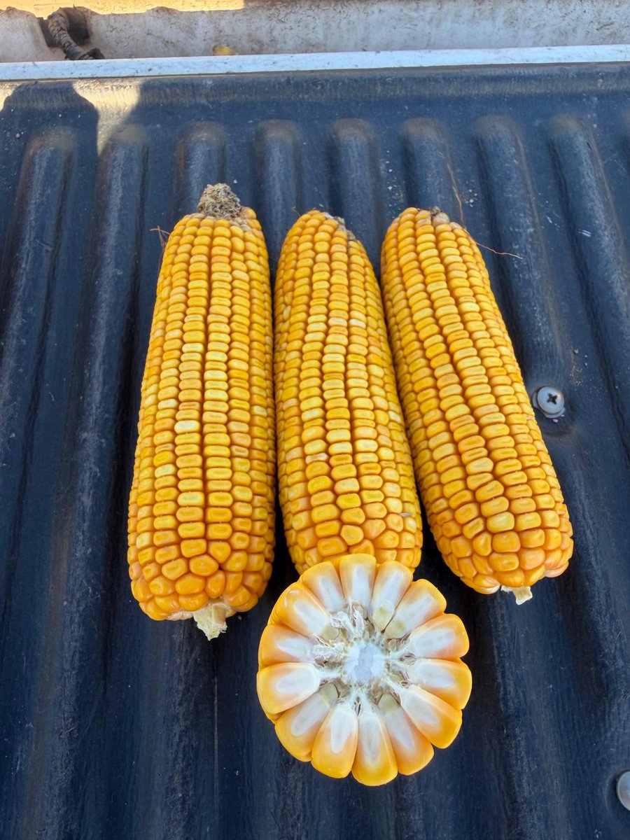 AgDtucuman's tweet photo. 🌽BRV 8181 PWU🌽 by @BrevantSemillas @FrancoCosentin7 @Geroval97
F.S: 10/01
Densidad: 2,7 semillas/mts
#maíz #corn #agro @HGuerraOrozco
👨‍🌾 Estancia 3 D
📍El Palomar- Santiago del E. https://t.co/TQC21uIUDi
