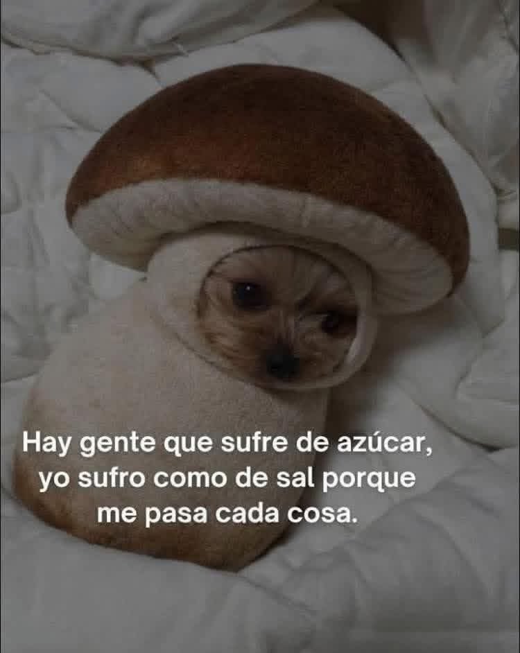 Dilo con perritos tweet media