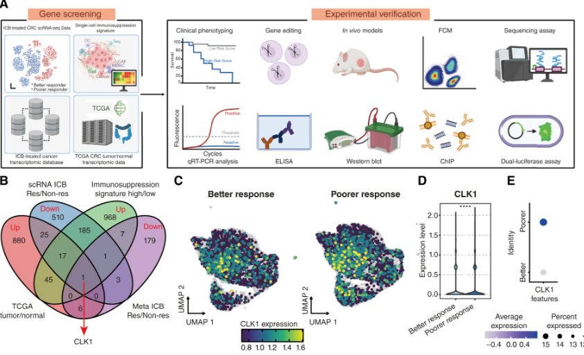Intestinal Cell News tweet media