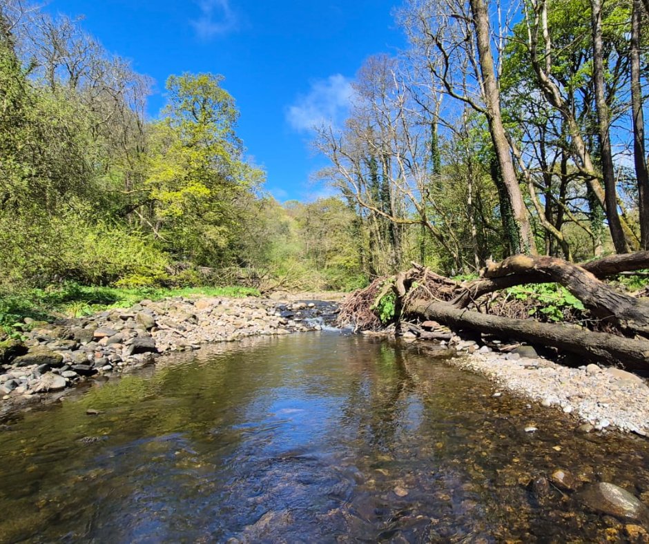 WildTroutTrust's tweet photo. When we enhance river habitat, we often aim to mimic natural tree fall. Here, we can see this process in action - whole trees that have fallen into Lancashire's River Brock without human intervention 🌳 https://t.co/EronWKMxYK