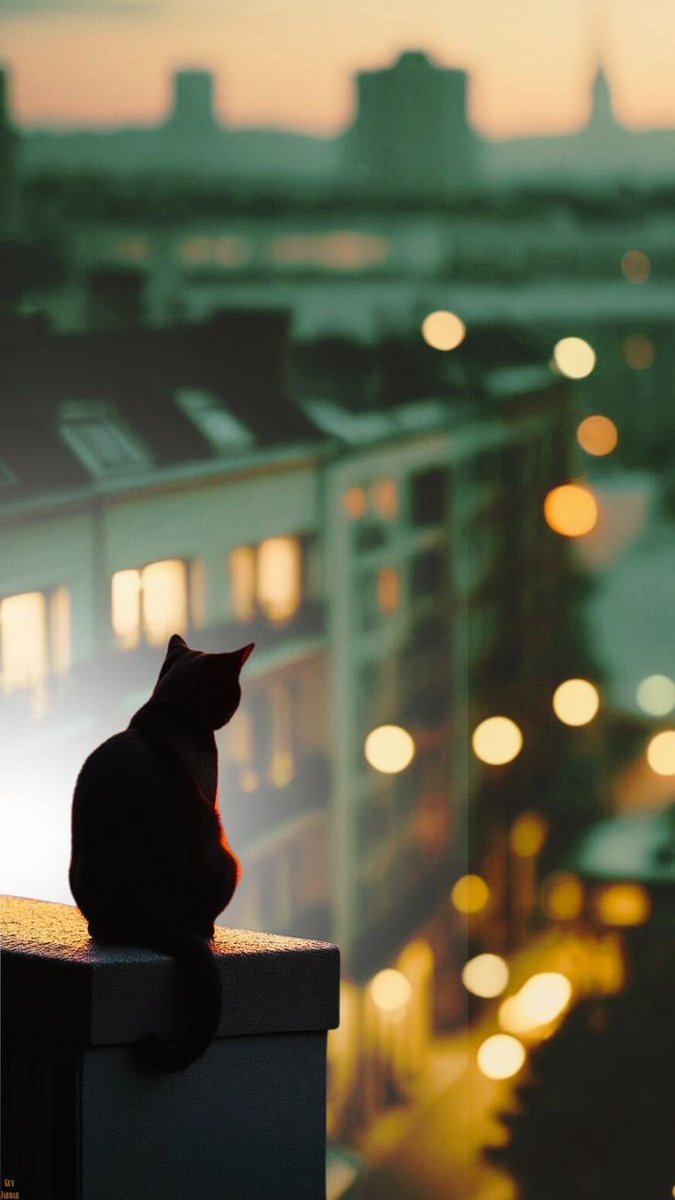 Cat Woman 🇬🇧 🇺🇦 tweet media