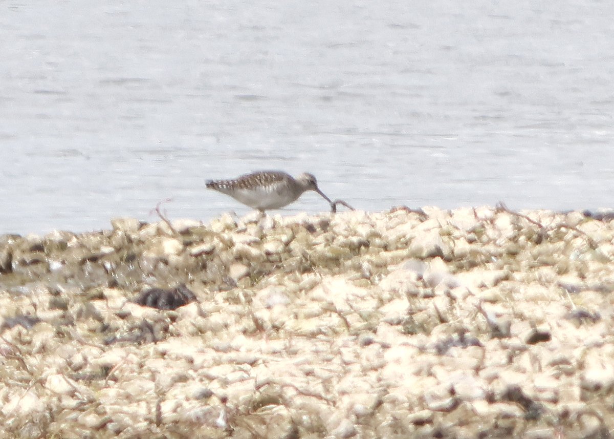 jr_studio's tweet photo. Record shot of Wood Sandpiper at Staveley today @MikeMETCALFE10 @nybirdnews https://t.co/HuAoqCGDID
