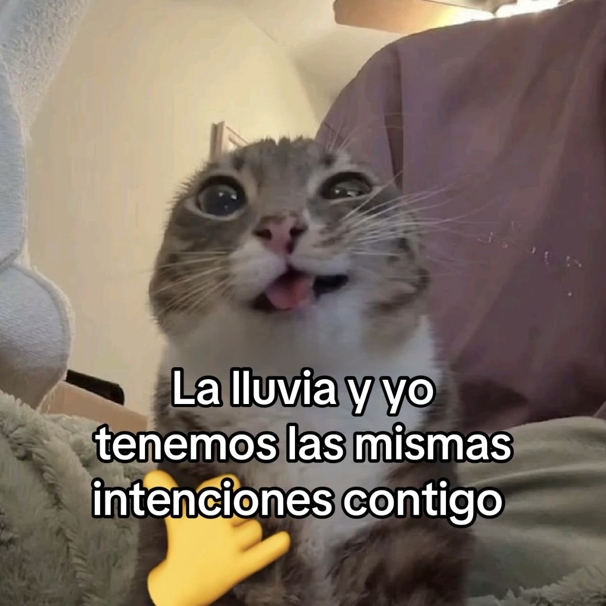 Mundo de Bigotes tweet media