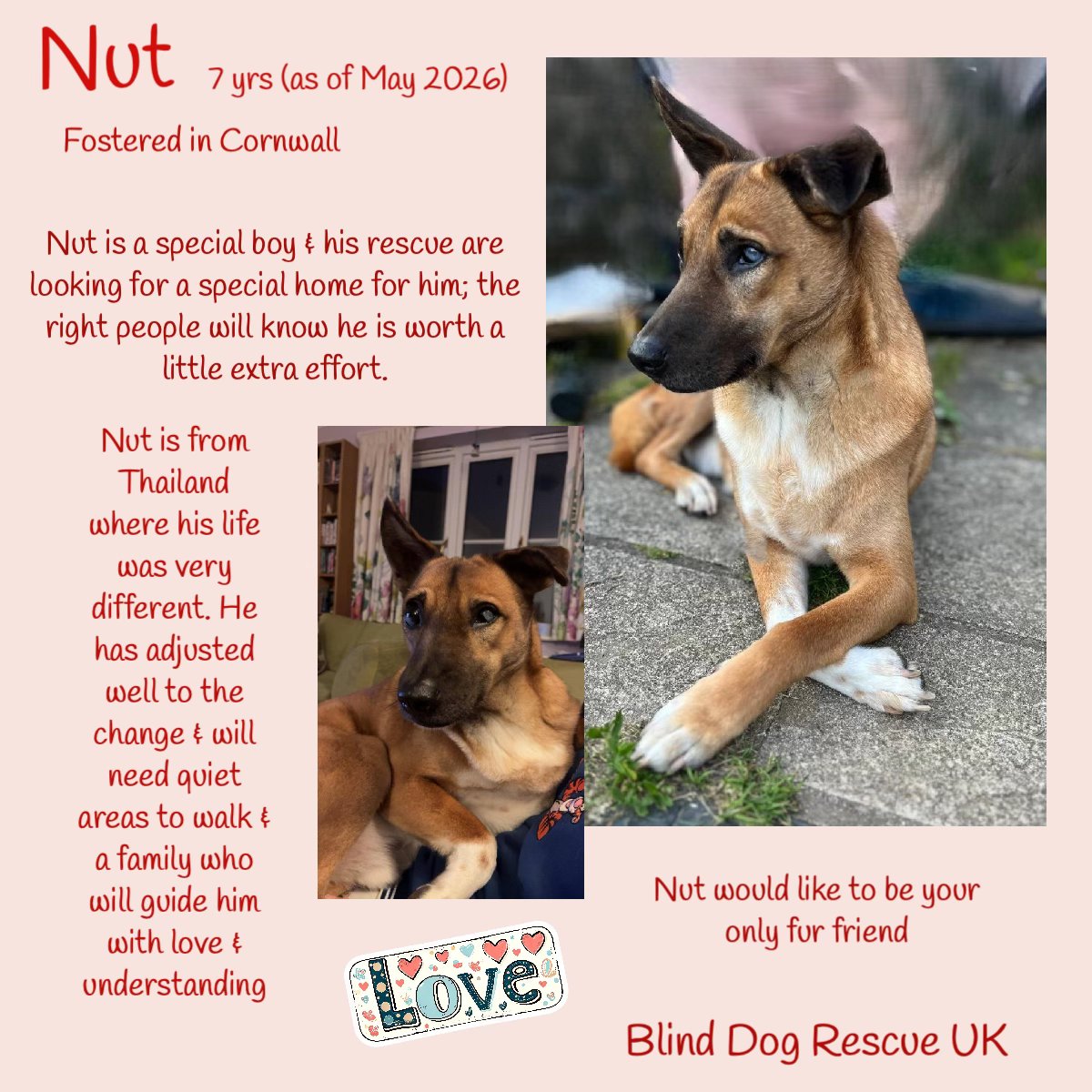 The_Animal_Team's tweet photo. ‼️ PLEASE DON'T FORGET ABOUT NUT‼️ 🙏BDRUK get many comments on their posts for NUT but the poor lad never gets any enquiries, & he really is struggling in his current home. Nut has bags of character, likes to chat to his owners, gets excited when he finds you, & then hugs your leg. This boy is so special & would blossom in the right home. Could this be you?  To find out more please click Nut's link: https://t.co/iTSYuE1YYy
Please read about BDRUK's adoption process before applying: https://t.co/ts6Xc11fXB #AdoptDontShop #RescueDogsRock #TeamZay