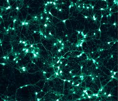 Neural Cell News tweet media