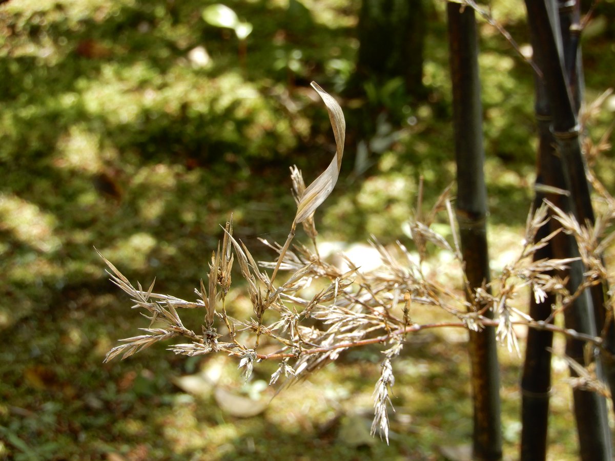 インドの小さい葉の紫檀の千鶴は歳で香炉に帰ります。 Moso bamboo shoot which has grown further I regard it as Endoceras