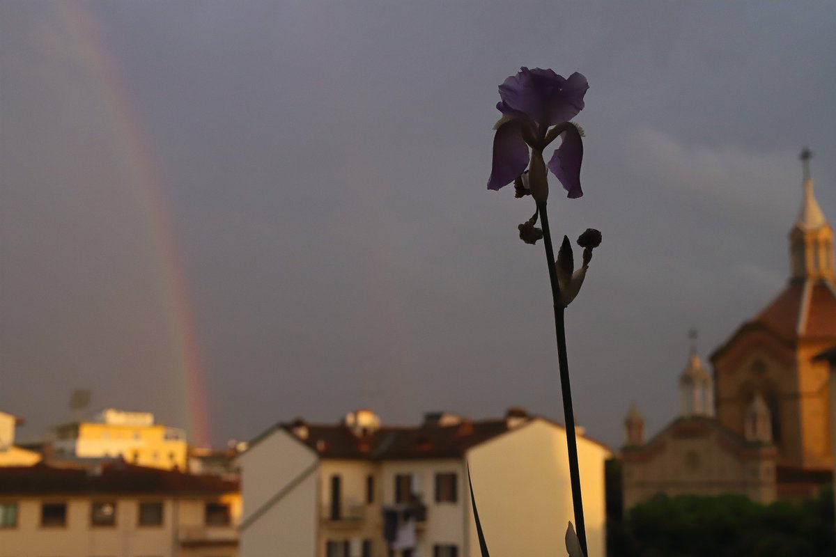 APerugi2's tweet photo. 💜
#irispallida #giaggiolo #giglioodoroso #Iris #campodimartefirenze #chiesadeisettesanti #arcobaleno #rainbow #rainbowcity #rainbow #arcenciel #arcobalenosufirenze #rainbowinflorence https://t.co/VlJ7WJtGzZ