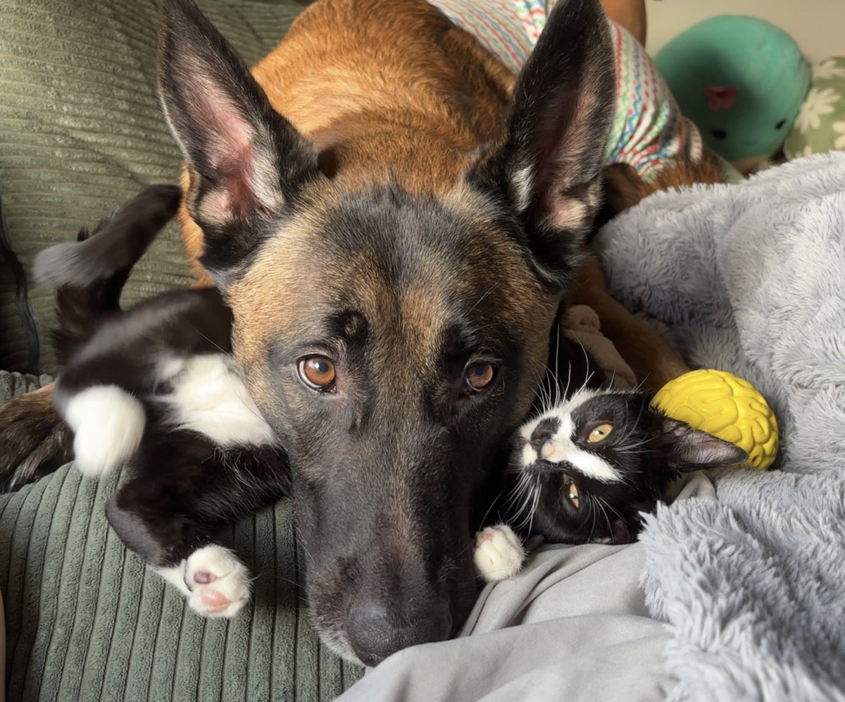 raeofstarlight's tweet photo. @tru_fru this is Siegfried with his baby sister Minerva https://t.co/5KZJUcvZ11