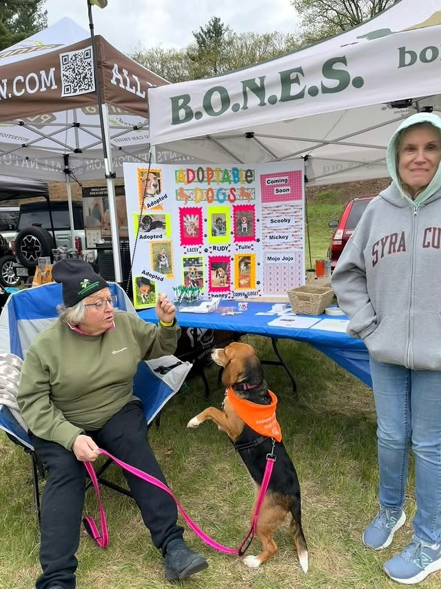 BONESbeagles's tweet photo. Thanks to everyone who came out to Paws in the Park in Sudbury, MA, on May 3rd! Honey was stealing hearts and was the star of the show! B.O.N.E.S. beagle alum Charlie also came by to say hello! #pawsinthepark #beagles #dogsofx https://t.co/SweEaSHwm9