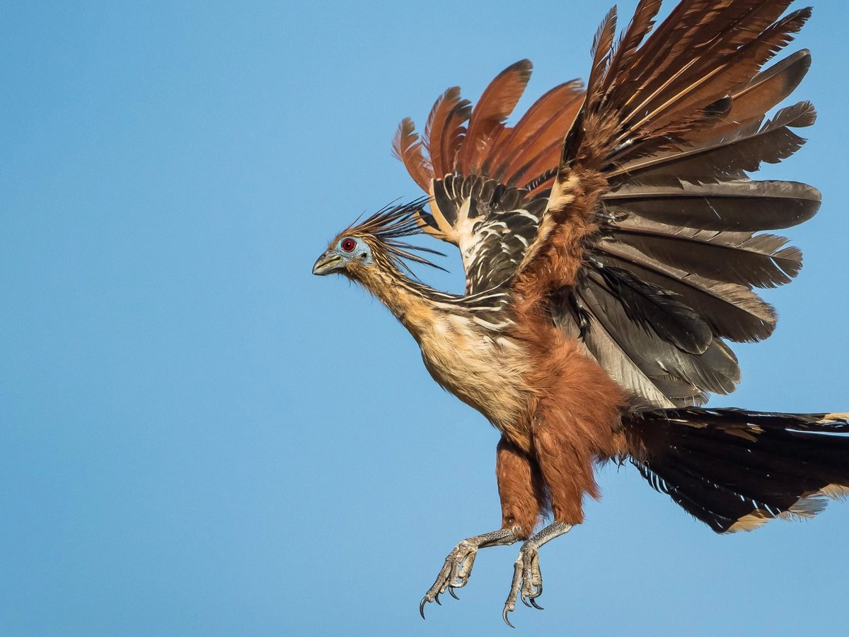 AMAZlNGNATURE's tweet photo. The Hoatzin also known as the “Stinkbird”

Found in South America, the hoatzin has no close living relatives, is considered a “living fossil,” and is known for its strong manure-like smell.

Its young have clawed wings, similar to early flying dinosaurs, which they use to climb trees while learning to fly.