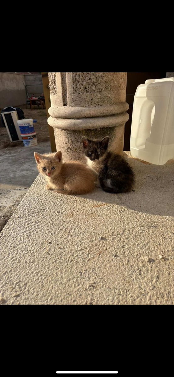 Mačkenčići traže dom. Ako je neko zainteresovan pišite mi da vas povežem sa udomiteljkom. Nalaze se u Beogradu.