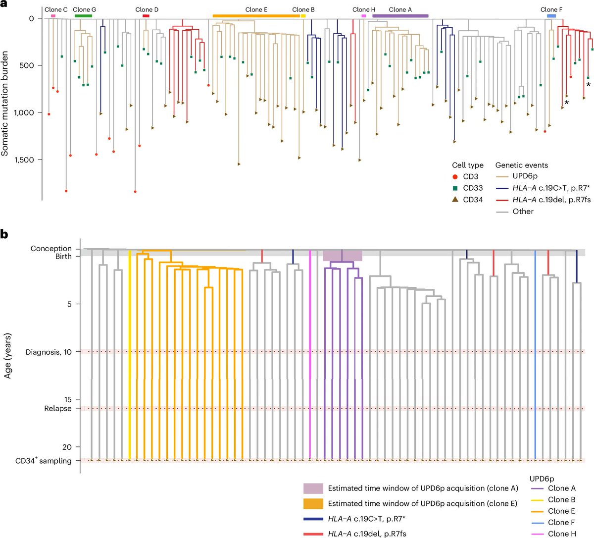fergutierrezro1's tweet photo. Another beautiful work on #CH in aplastic anemia from our colleague @marrowgenes is now available in @NatureGenet. Single-cell mapping of clonal hematopoiesis shows the striking heterogeneity of  clonal events in AA, with 6pUPD being acquired at birth. https://t.co/7UeFLv3ycu https://t.co/lVHj1iPcyw