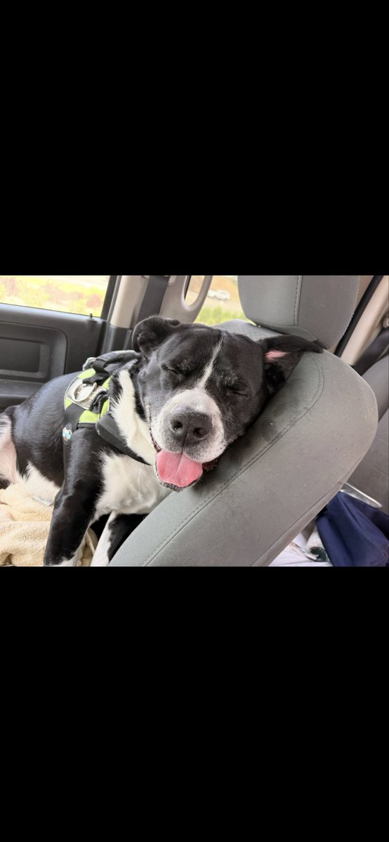 peterrmasterson's tweet photo. @tru_fru My handsome boy https://t.co/fMT9LREqgB