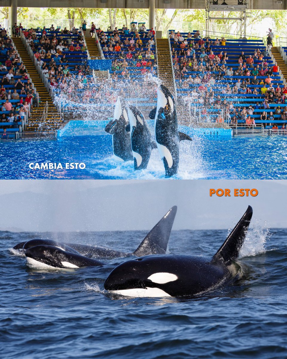 Protección Animal Mundial tweet media