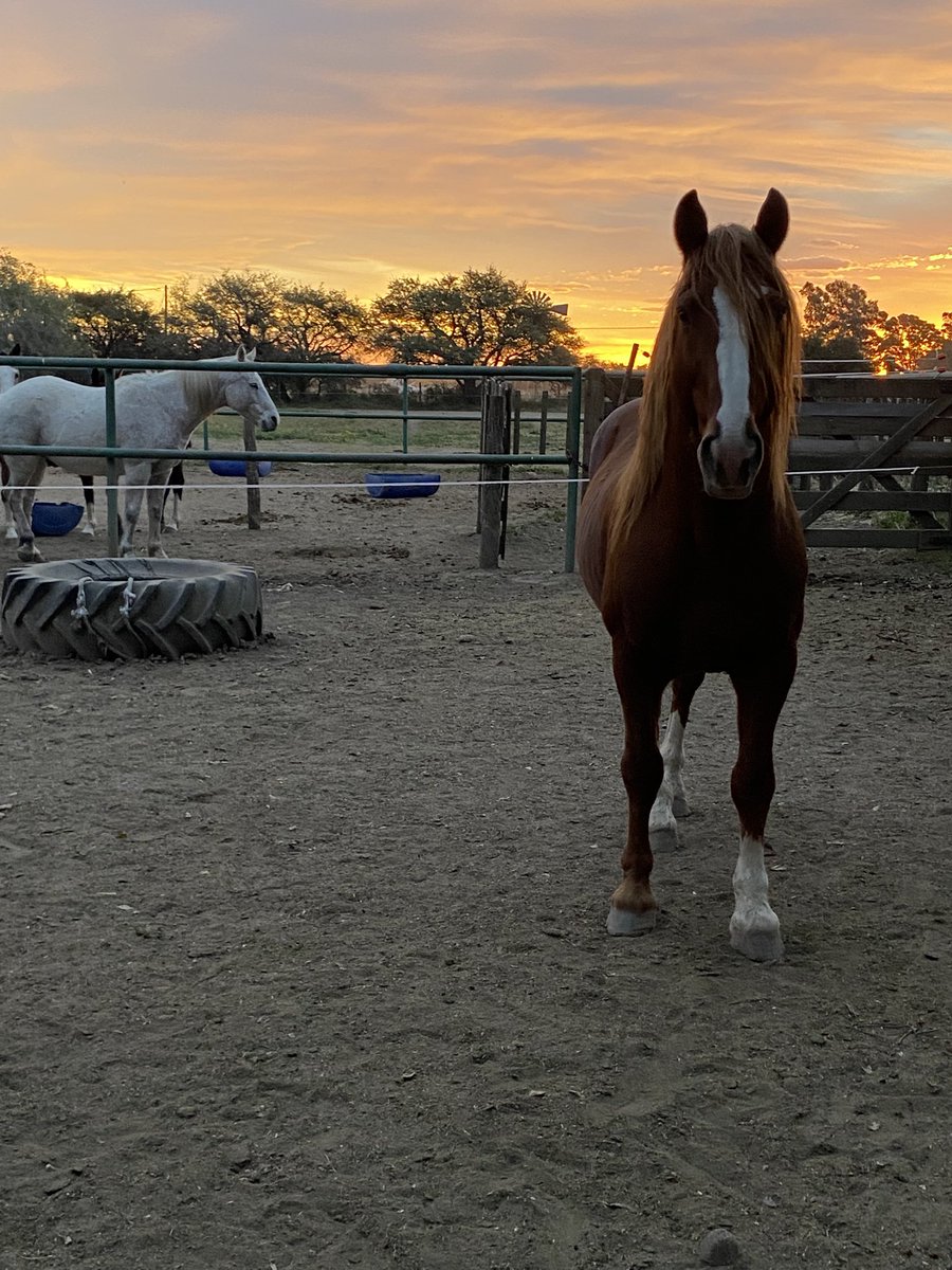 Coco 🐴 (@andrescariac1) on Twitter photo 