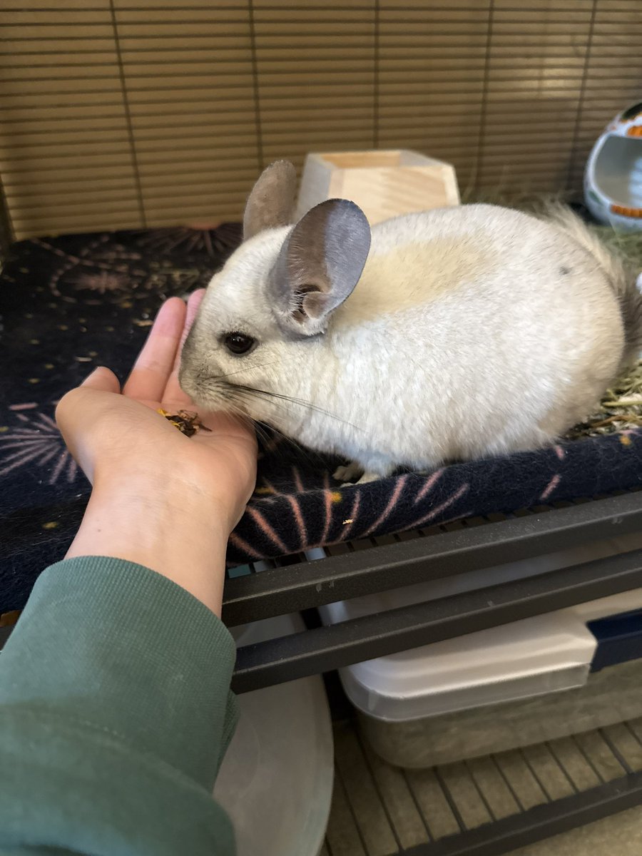 addison_plaster's tweet photo. @tru_fru just got back from college and hanging with my chinchilla Nibbles!!! https://t.co/A9xSfjjhmG