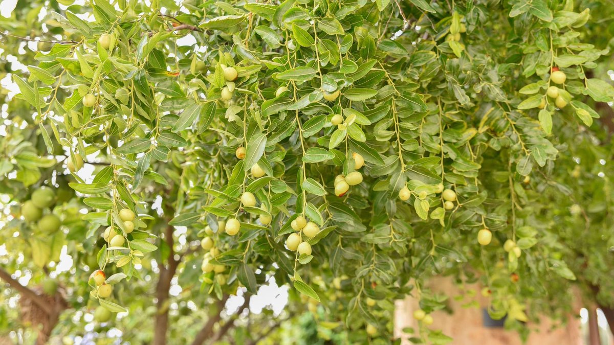 alrawdhafactory's tweet photo. شجرة السدر من الأشجار اللي تجمع بين القوة والقيمة الاقتصادية في نفس الوقت 🌿
وتتميز بقدرتها على التأقلم مع الظروف القاسية، خصوصًا في المناطق الجافة، لذا فهي خيار مناسب للمشاريع الزراعية المستدامة، ومن الناحية الزراعية تحتاج عناية في مرحلة التأسيس من حيث الري والتربة الجيدة الصرف، وبعدها تعتمد بشكل كبير على تحملها الطبيعي للجفاف، وتتنوع منتجاتها بشكل كبير بداية من الثمار، مرورًا بالأوراق، وصولًا لدورها المهم في إنتاج عسل عالي الجودة، فهي واحدة من الأشجار اللي كل ما تُفهم صح تعطيك قيمة أكبر على المدى الطويل 👌
#السعودية #السعوديه_العظمى