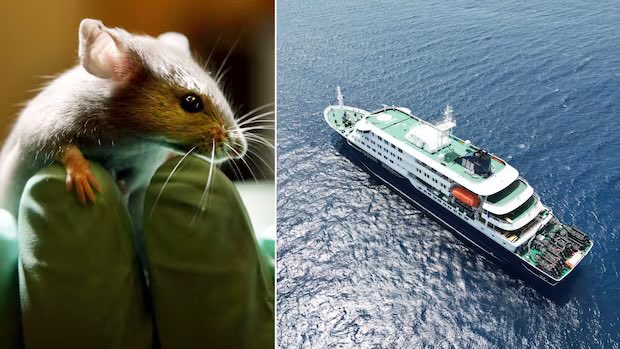 StarPlatinum_'s tweet image. - luxury cruise ship MV Hondius
- 147 passengers and crew from 23 nationalities
- departs Ushuaia, Argentina
- heads to Cape Verde and Canary Islands
- April-May 2026
- hantavirus outbreak confirmed
- Andes strain — only variant with person-to-person transmission
- 2 confirmed