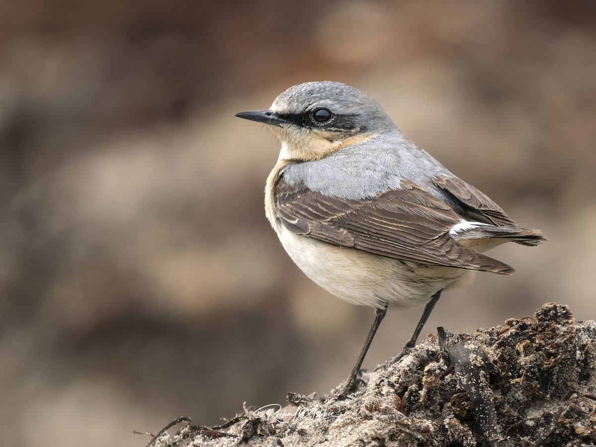 ashbee_richard's tweet photo. Always good to see Wheatears close up in Shetland. https://t.co/GzpPnvsMxG