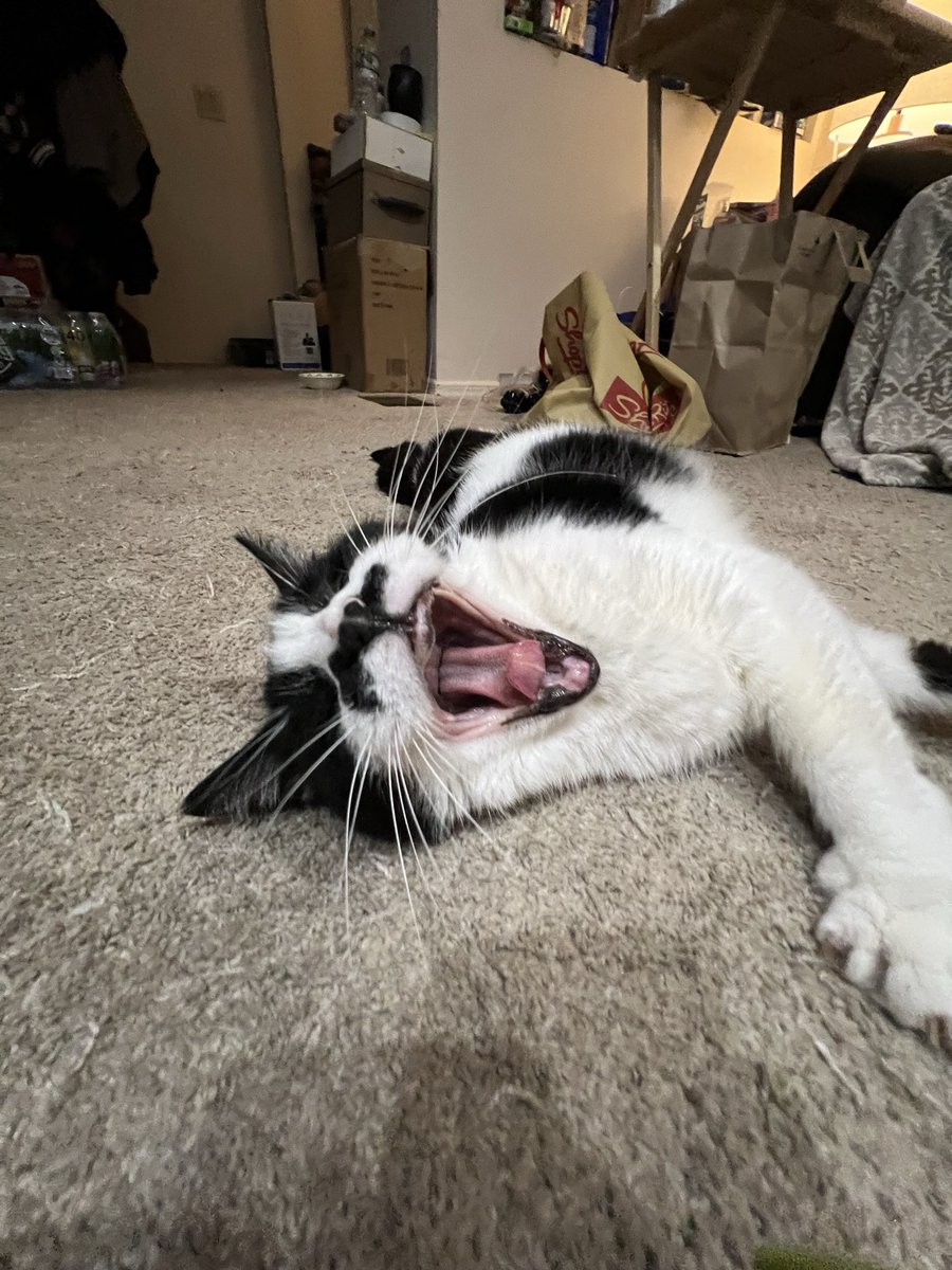 SDECLET's tweet photo. @tru_fru Binky says yummmm https://t.co/zSMXDzaoyk