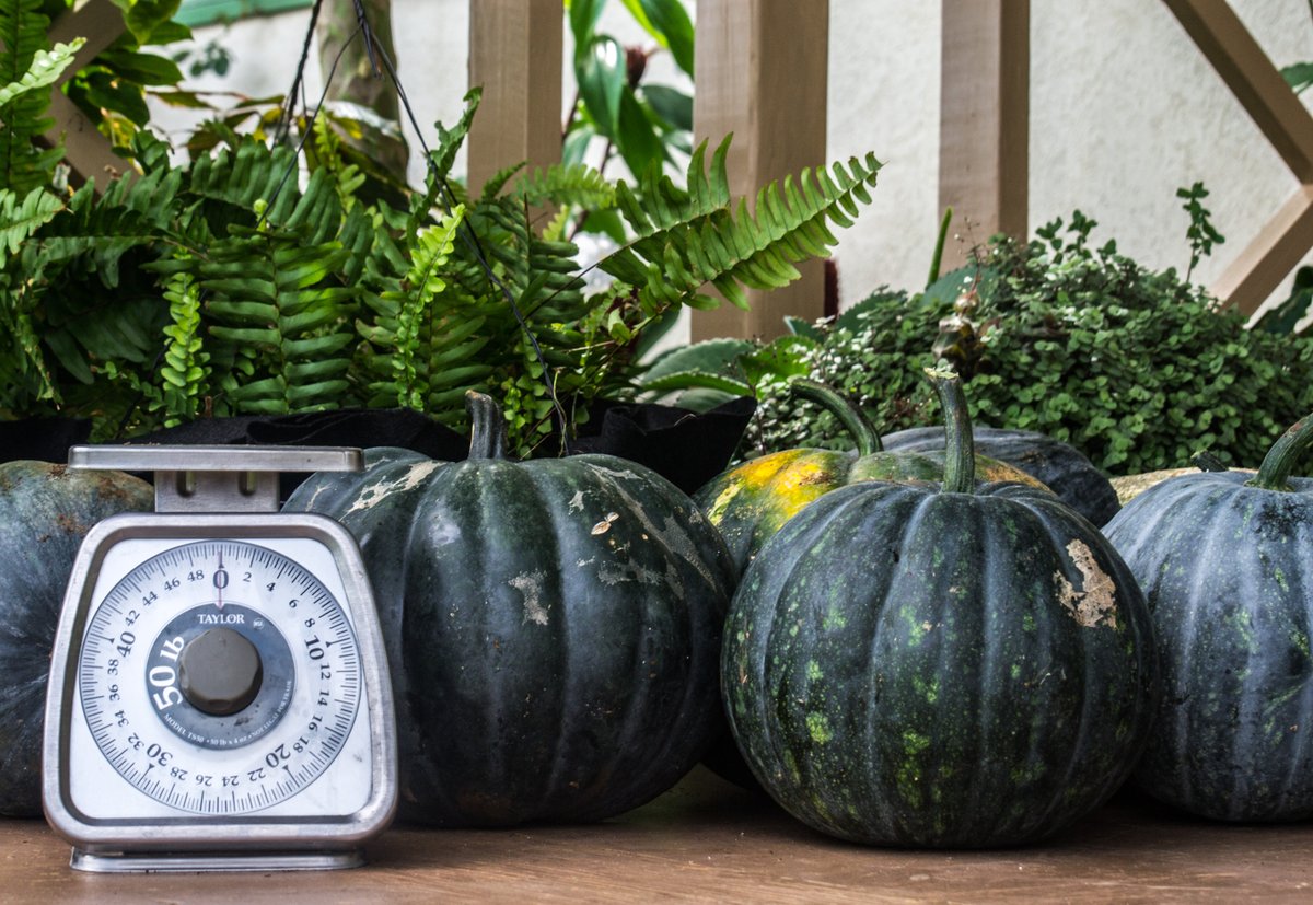 welcomestamp's tweet photo. Barbados is a great place to start that sustainable home garden you always dreamed about! Many herbs, fruits and vegetables can be grown locally and organically and each month brings flavour and freshness!

#BarbadosWelcomeStamp #DigitalNomad #SustainableLiving #EcoLifestyle https://t.co/Vrqxhhsc3L