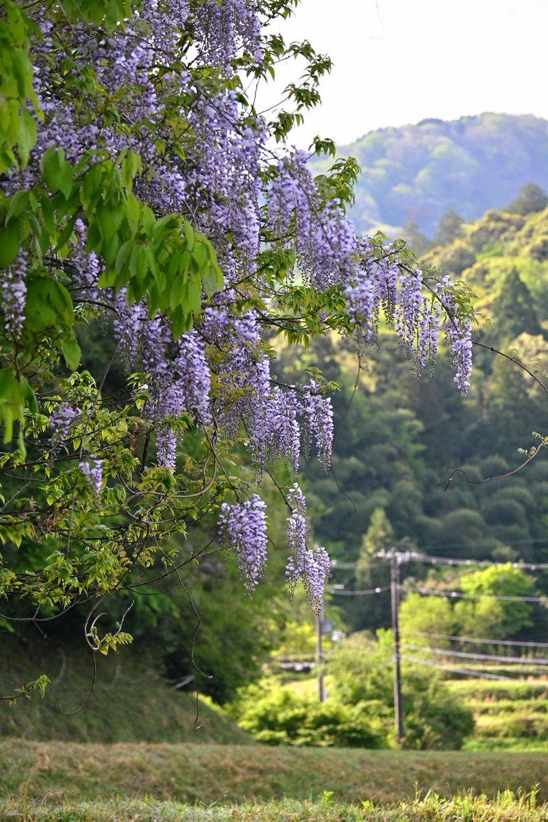 村雨 tweet media