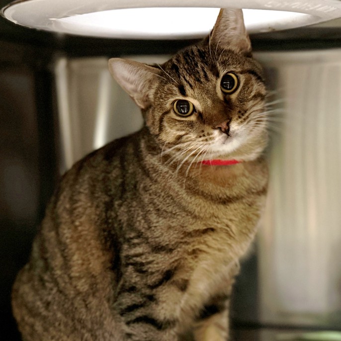 Edmonton Humane Society tweet media