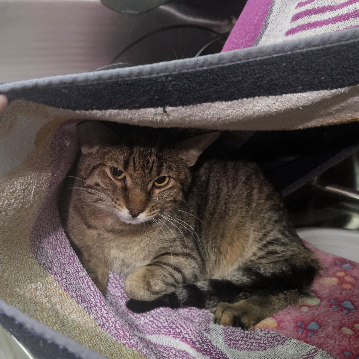 Edmonton Humane Society tweet media