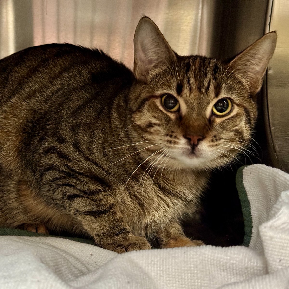 Edmonton Humane Society tweet media