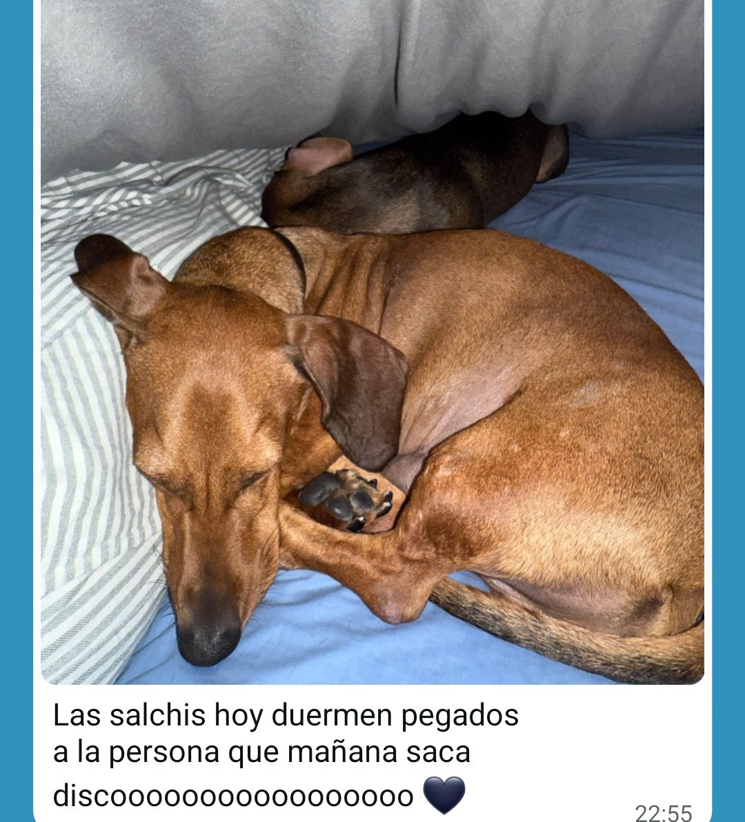 lo perritos de berta durmiendo con chiara😭😭😭😭😭😭