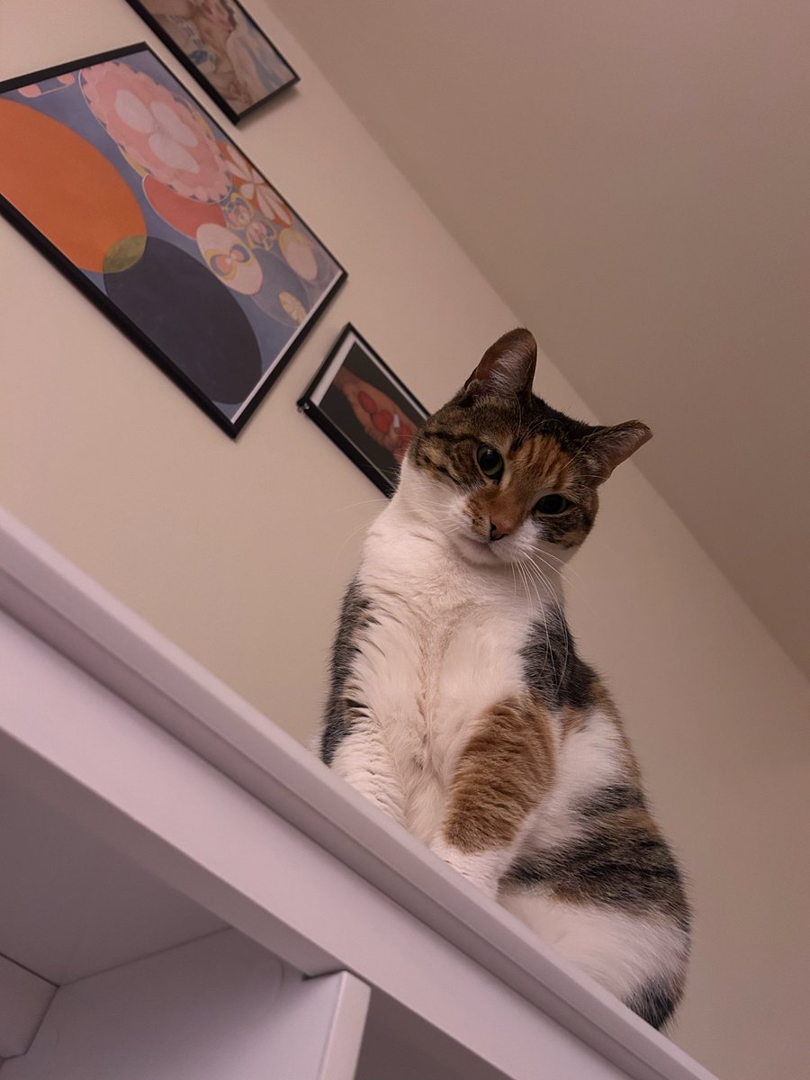evieebubs's tweet photo. @tru_fru my Saffron 🧡🤍🤎 https://t.co/xOuwNhnUQ5
