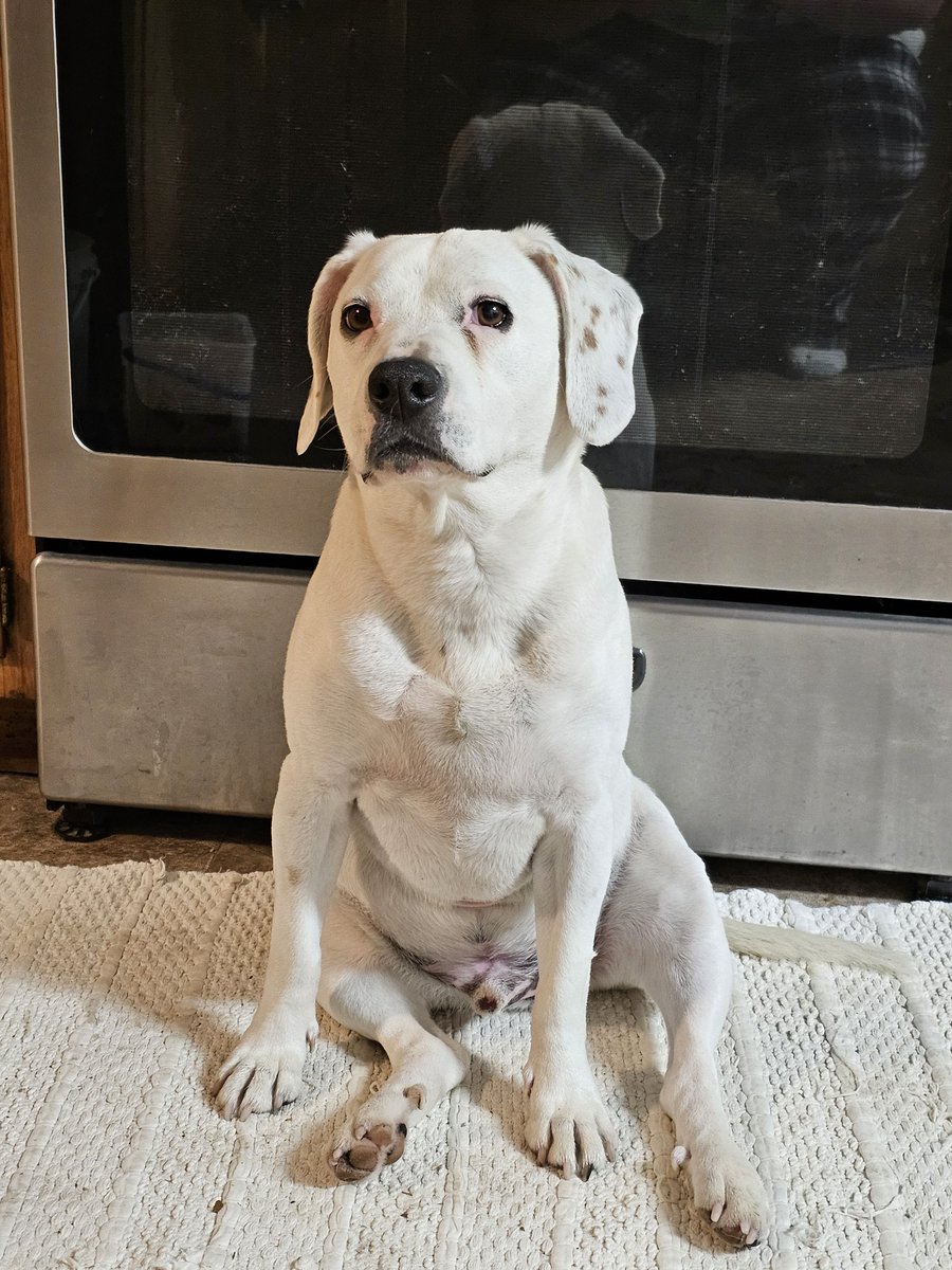 Bronze_DC's tweet photo. @qtcinderella I know the pain it took like 6 months for me to get used to the loss of my bestest lil bud Zu he was 11 years old and just one day he was get lethargic and within 30 min he passed on our way to the vet He was deaf and almost every single minute of the day he was with me. https://t.co/pSGNqwGChf