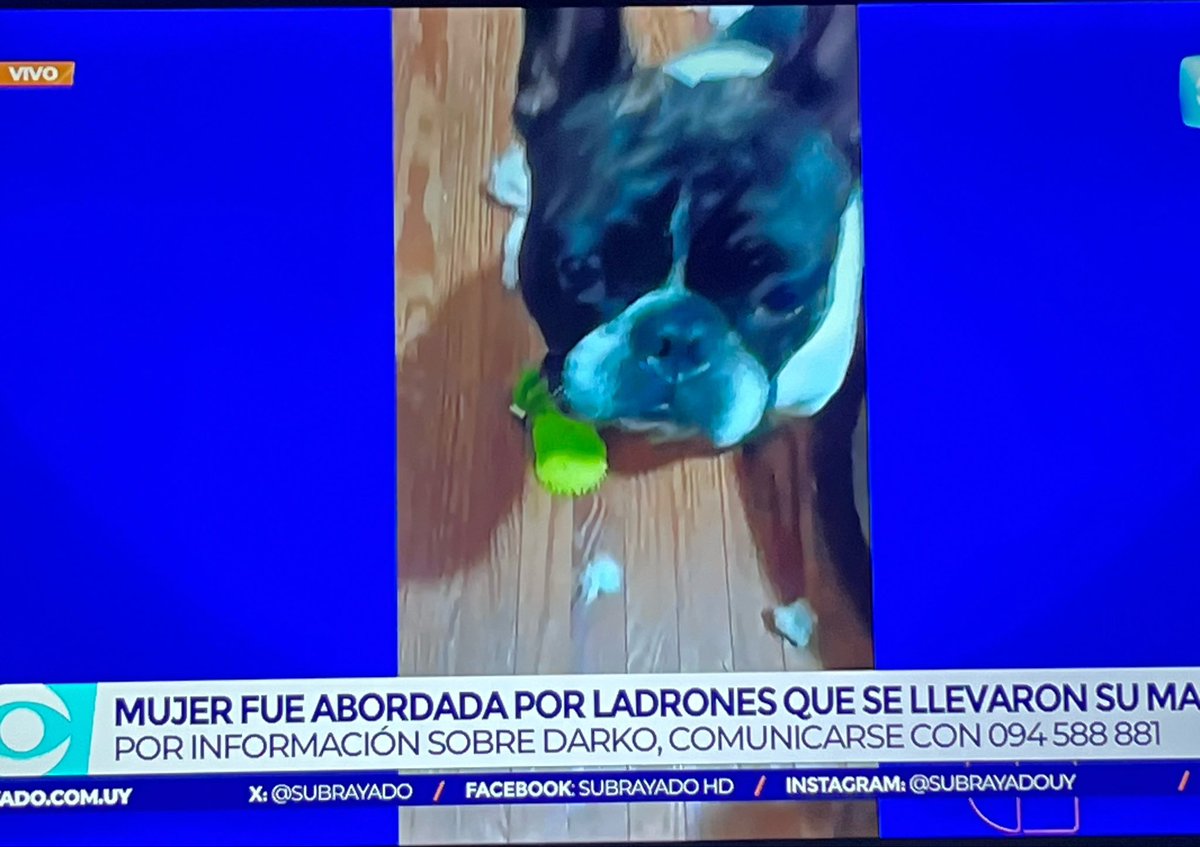 Acuchillaron a una mujer de 60 años en el Parque Rodó y como no tenía nada de valor le afanaron el perro. Si tienen un perro de raza, no vayan al Parque Rodó porque los cambian por pasta en la boca