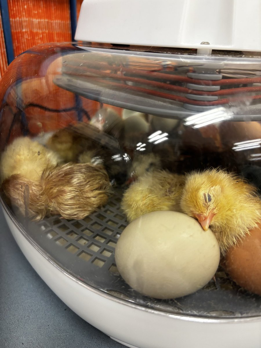 MissHuntHPSD's tweet photo. Happy Hatch Day!! 🐣 https://t.co/Ph3qCaxLUJ