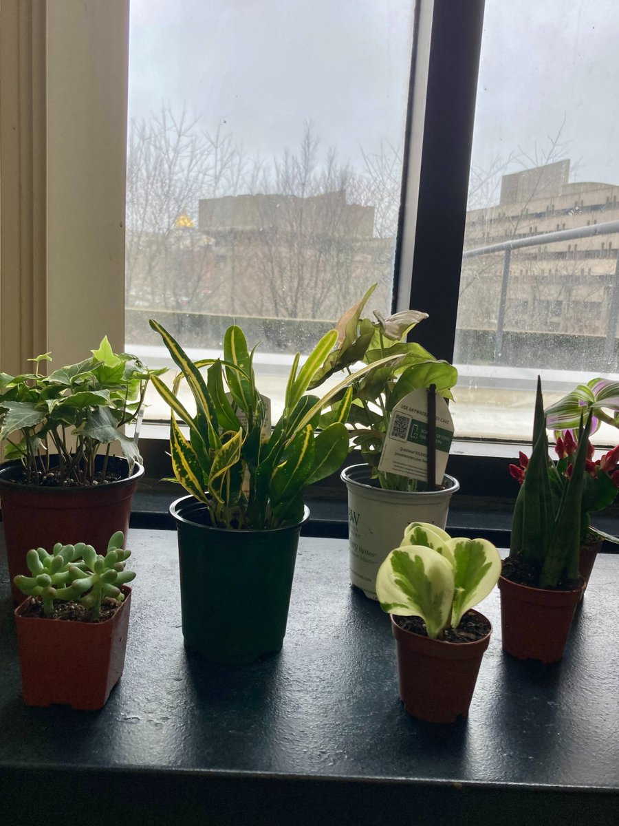 NorthSuffolkOrg's tweet photo. Plants are good for your mental health! Not to mention the environment 😀 We used a donation from the wonderful folks at Mahoney's Garden Center to get plants for our Freedom Trail clients to take home. 🌱 🪴🌵🍀#MentalHealthAwarenessMonth https://t.co/qKPXQmNhth