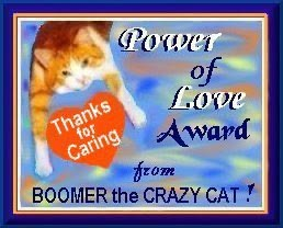 miren a boomer el gato loco!!