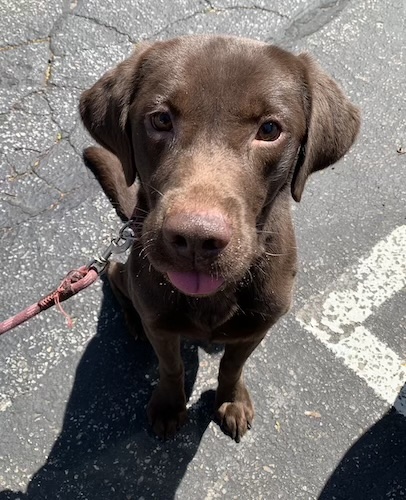 Labs4rescue tweet media