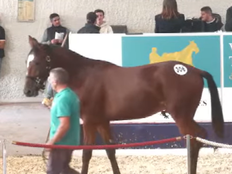ProprioSpec's tweet photo. 🌟LES "O"🌟

Olympus Avis - Premier "O" repérés aux ventes, qui va se présenter aux qualifs.

Ce poulain était bien présenté avec un cadre très plaisant.

Ce fils de Charly du Noyer, descend de la famille de Iquem et de Haut Brion !

(Entr : J. ROSENZWEIG / Prop : De BELLAIGUE) https://t.co/Cgl6EGFqfU