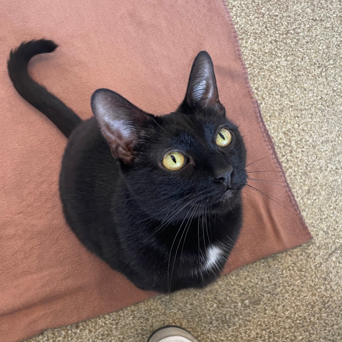 Tree House Humane Society tweet media