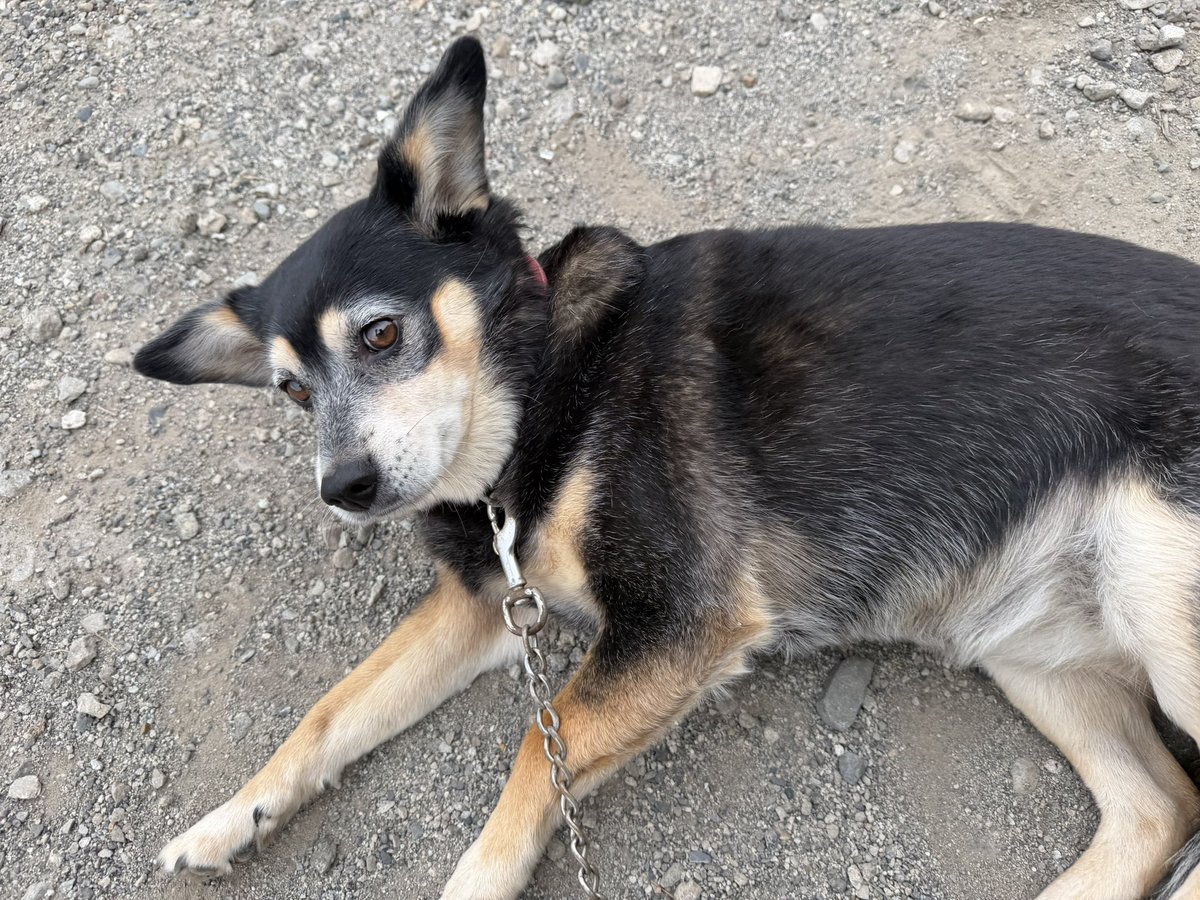タカ（🐶キュー姫ピー殿🐈）（1日片道最長運転距離1335キロ）（栃木県真岡市から福岡県みやま市） tweet media