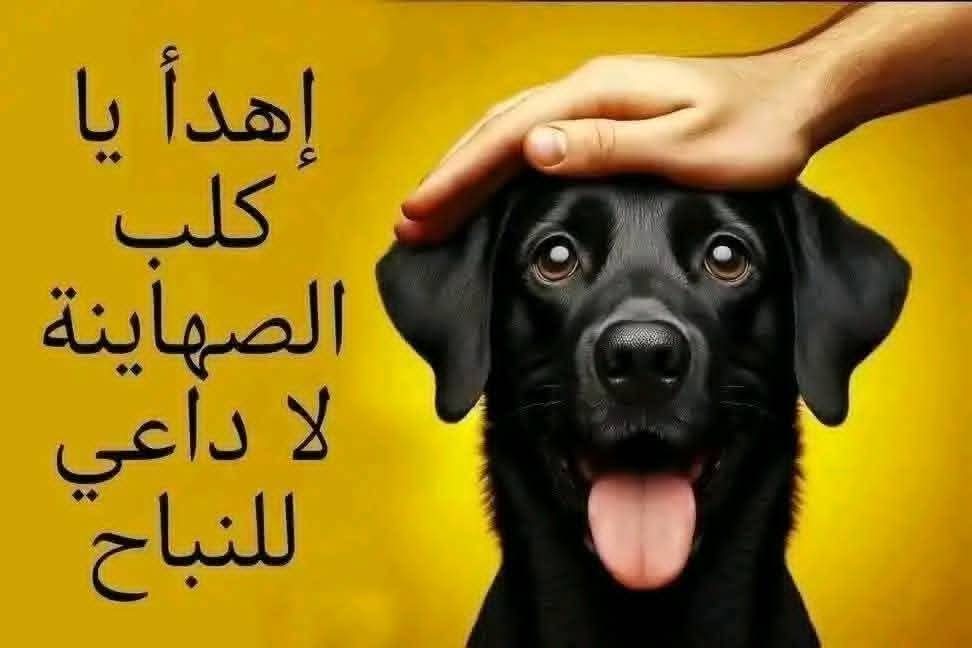 almansore90's tweet photo. @w5xnl انت من تزاحمة على رحم امك نطف الرجال فانجبتك https://t.co/YW4a9Wzql4