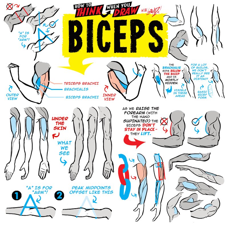 EtheringtonBros's tweet photo. BICEPS! To get the FREE monthly How to THINK When You draw digital MAGAZINE, (including NEW tutorials, a YEAR before they appear online) just tap the link in the bio HERE:  @etheringtonbros
#anime #manga #comicart #conceptart #gamedev https://t.co/ij0niW71Pt