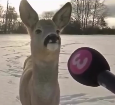 Remi.eth Σ: tweet media