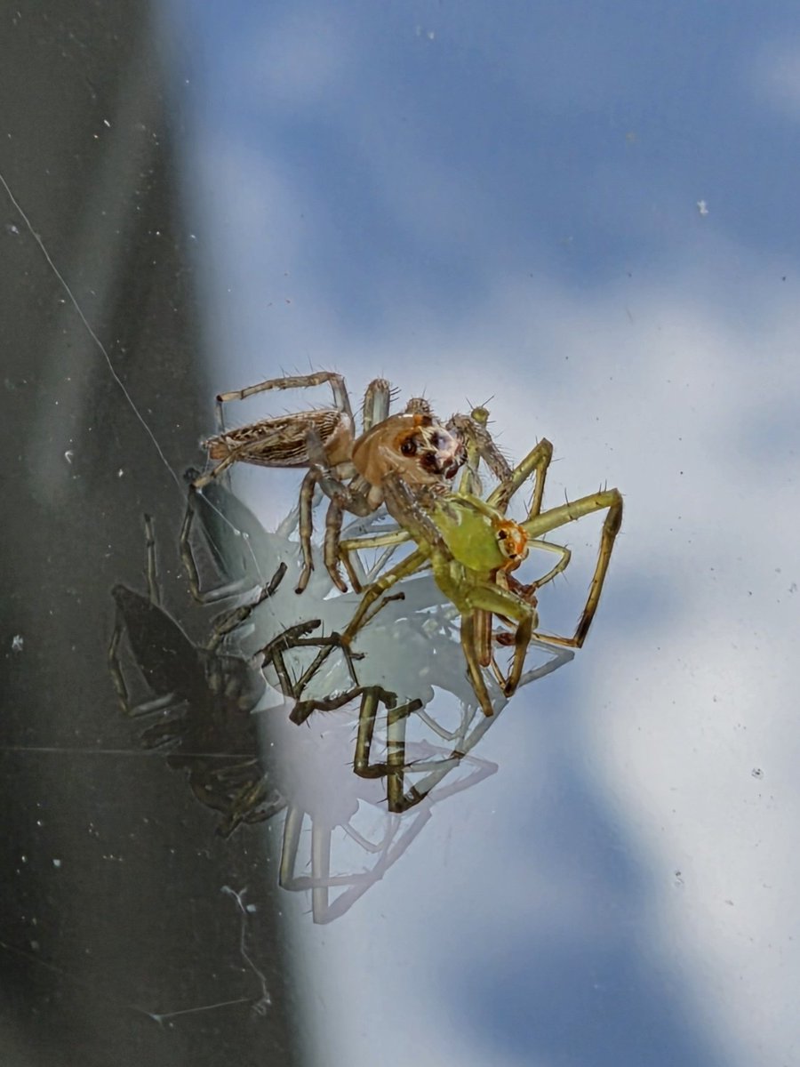 saw a jumping spider drinking a green lynx smoothie OowoO

also, bat hood https://t.co/nZG9pKmwnt
