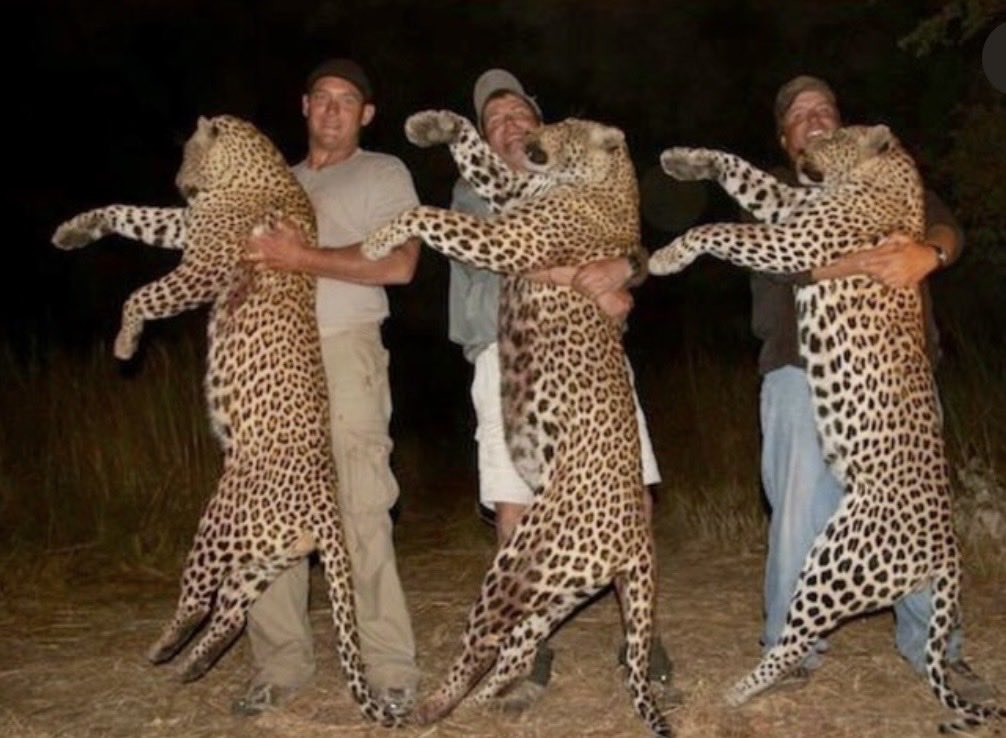 Three sub humans killed these precious leopards in Zimbabwe, courtesy Cliff Walker Hunting Safaris. Soon zero will be left as a result of hunter demons. 🤬
#BanTrophyHunting RT
<a href="/SARA2001NOOR/">Sara✌️💙🍉peaceFOReveryone</a> <a href="/Angelux1111/">Angel</a> <a href="/Gail7175/">WatchDominion.com Ⓥ</a> <a href="/Lin11W/">🌱🌹❤️ Anonymous for the voiceless ❤️🌹🌱</a> <a href="/Protect_Wldlife/">PROTECT ALL WILDLIFE</a> <a href="/PhaedraXTeddy/">Phaedra</a>