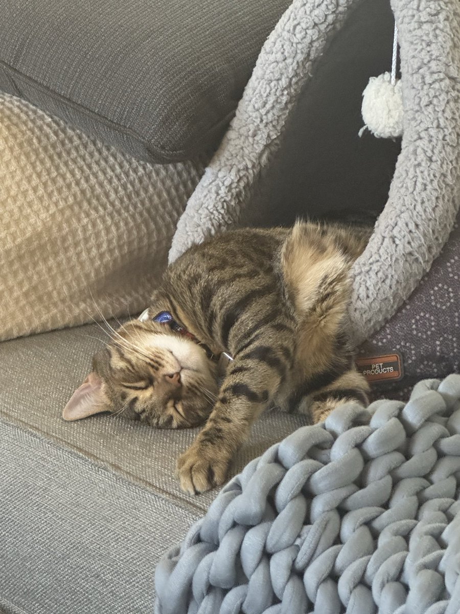 japarsons's tweet photo. @tru_fru Meet Rory 🥰 https://t.co/mUrOUB9OCk