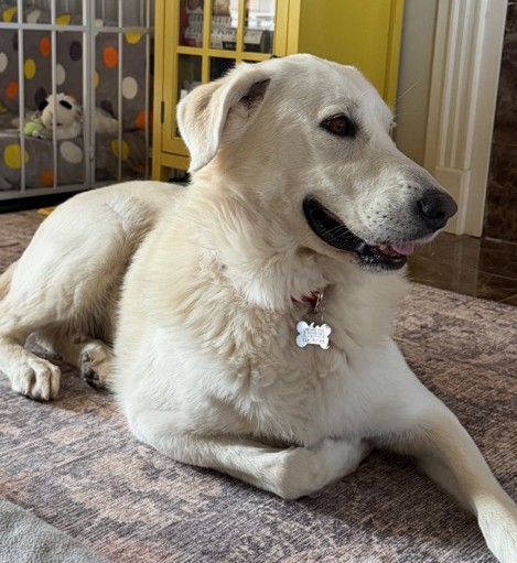 Labs4rescue tweet media
